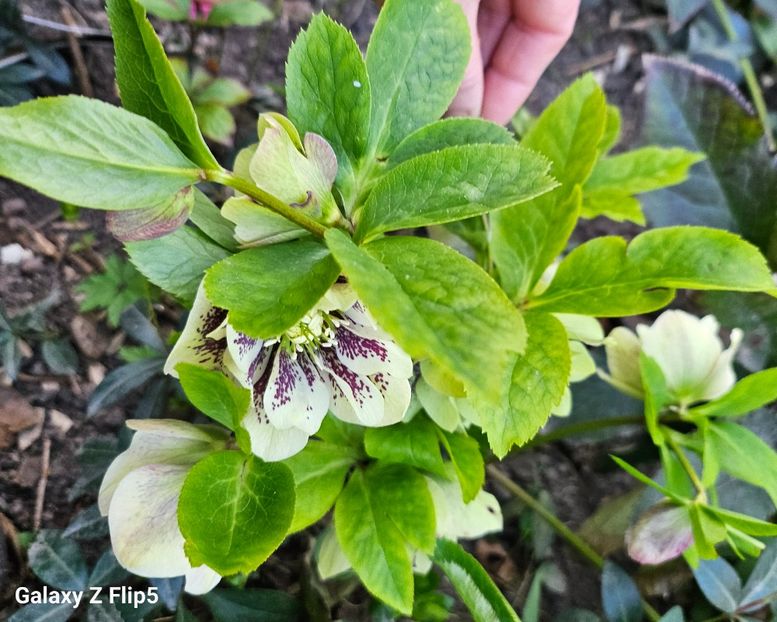  - Spanz 2017 2023 2024