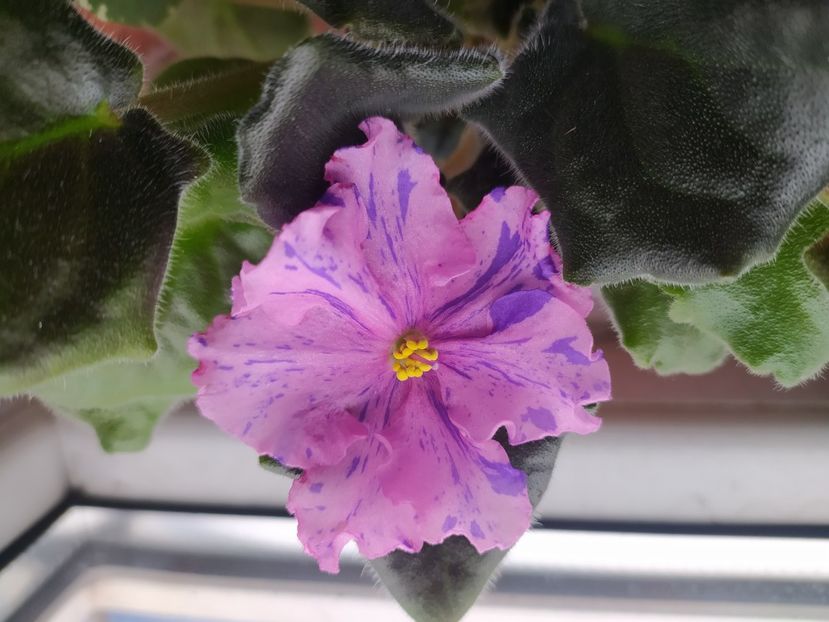 12 martie 2024 - RS Zabijaka