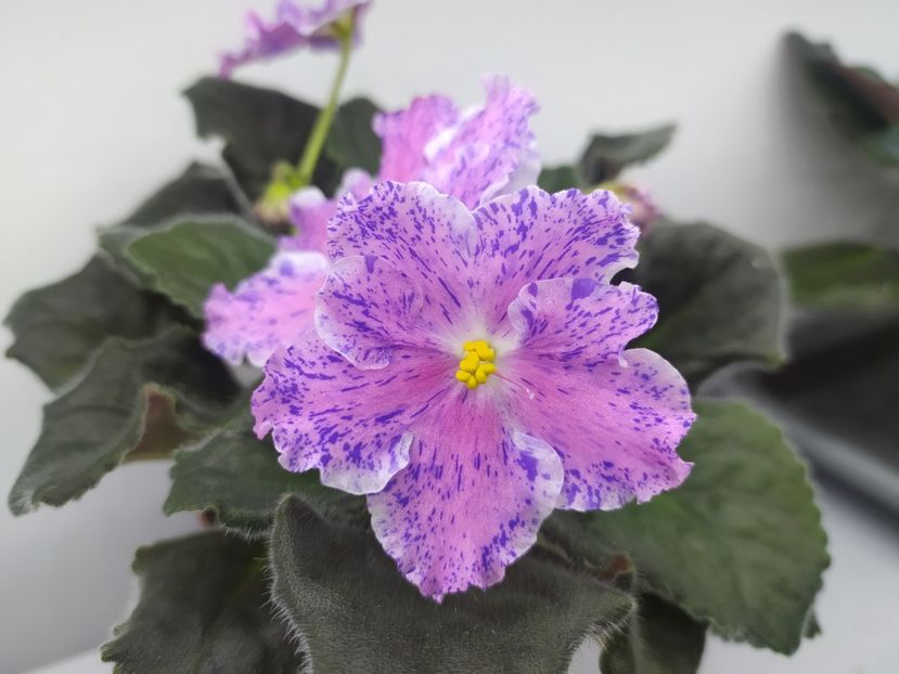 12 martie 2024 - LE Marusya