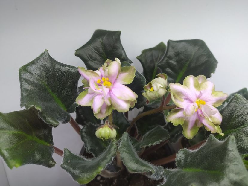 12 martie 2024 - Dn Rahat Lukum