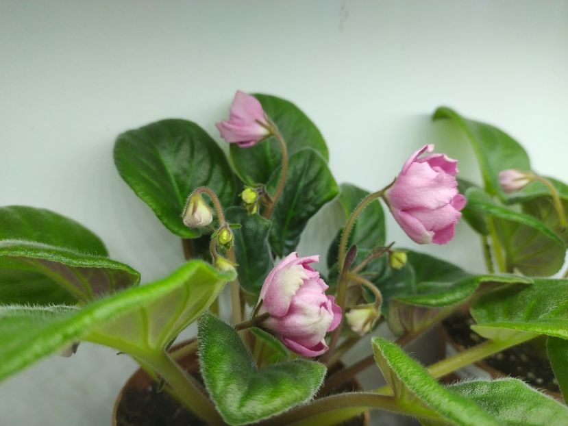 12 martie 2024 - Krasnyj Tyulpan