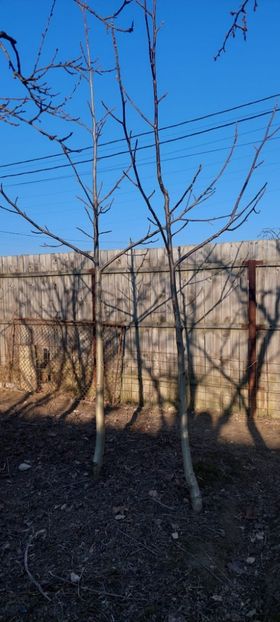 Nuc livrare cu radacini libere - A Arbusti pomi decorativi și fructiferi urcatoare de vanzare