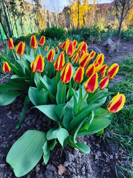 Tulipa "Stresa" - Gradina si terasa PrimaLuce__11-Hello 2024