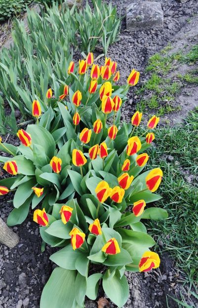 Tulipa "Stresa" - Gradina si terasa PrimaLuce__11-Hello 2024