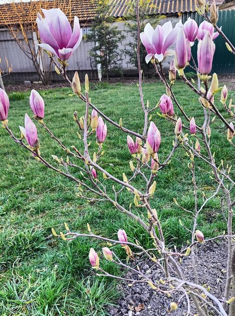 Magnolia Soulangeana - Gradina si terasa PrimaLuce__11-Hello 2024