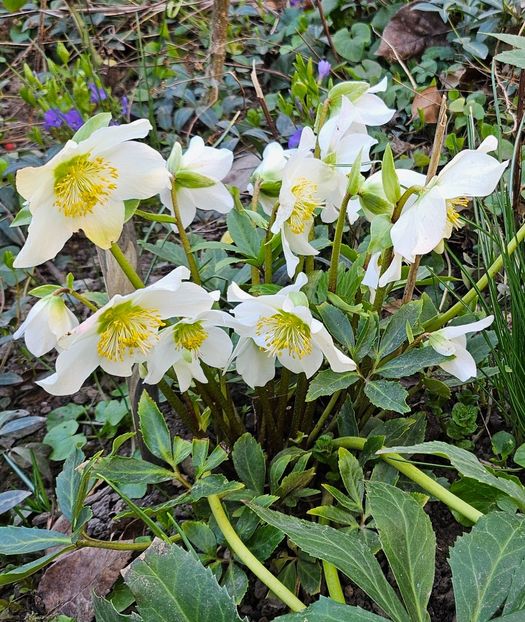  - Spanz 2017 2023 2024