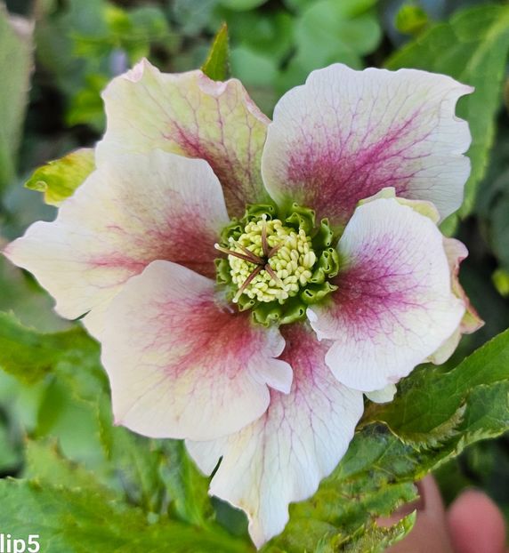  - Spanz 2017 2023 2024