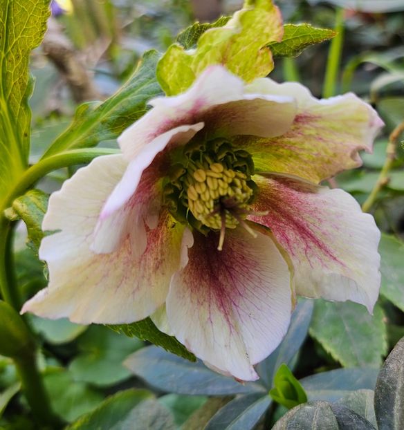  - Spanz 2017 2023 2024