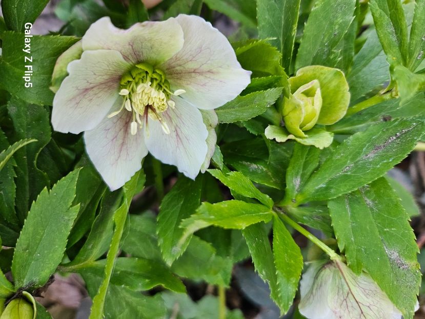  - Spanz 2017 2023 2024