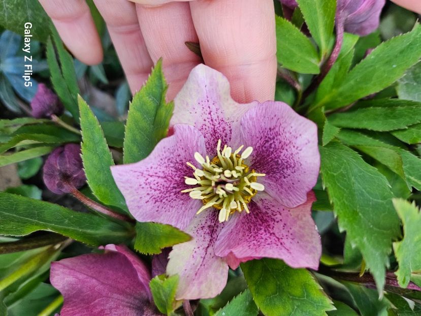  - Spanz 2017 2023 2024