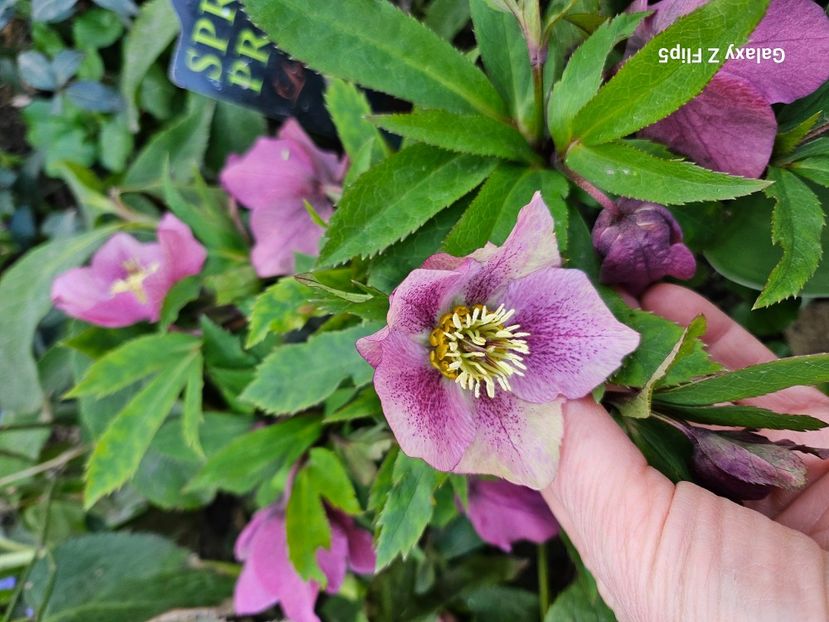  - Spanz 2017 2023 2024