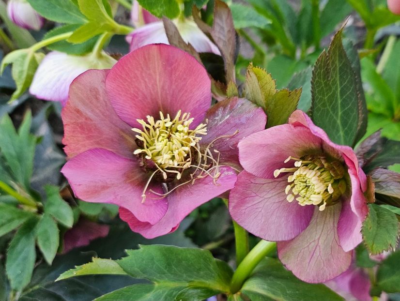  - Spanz 2017 2023 2024