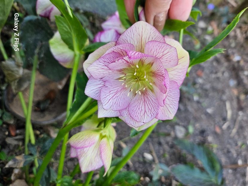  - Spanz 2017 2023 2024