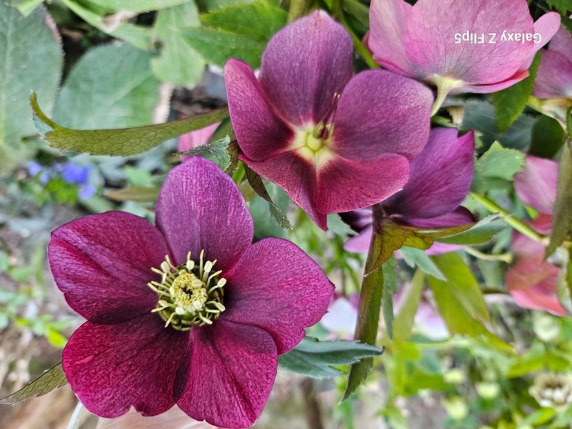  - Spanz 2017 2023 2024