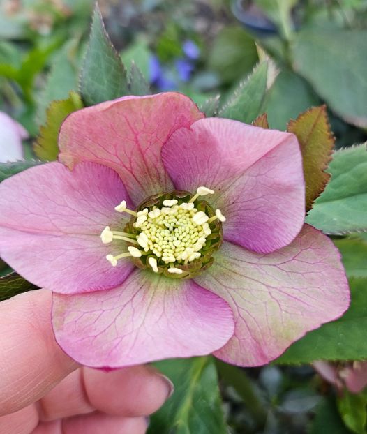  - Spanz 2017 2023 2024