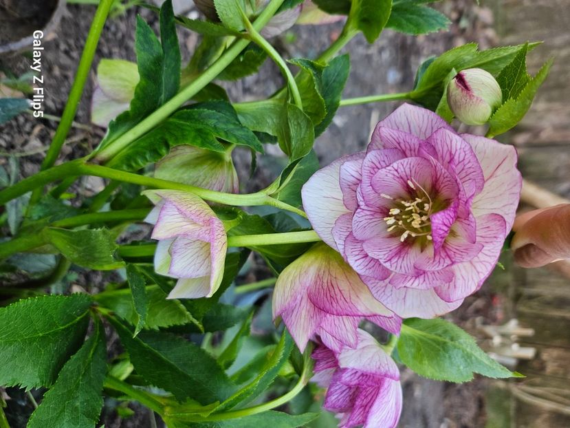  - Spanz 2017 2023 2024