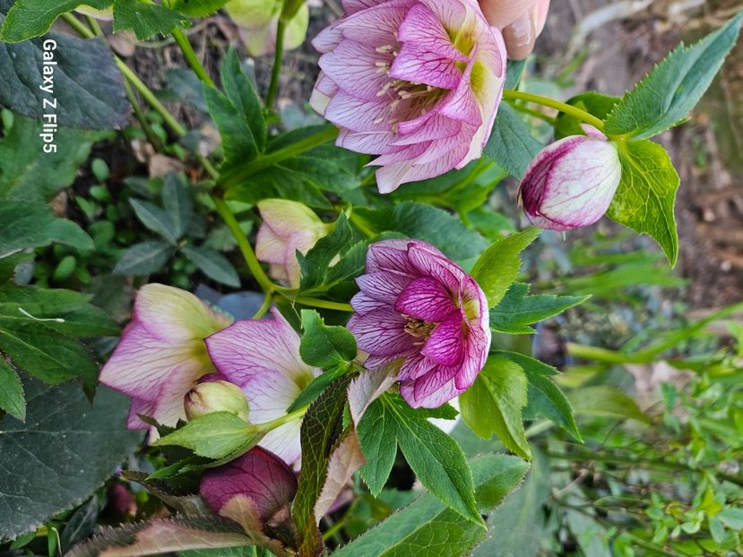  - Spanz 2017 2023 2024