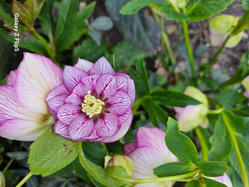  - Spanz 2017 2023 2024