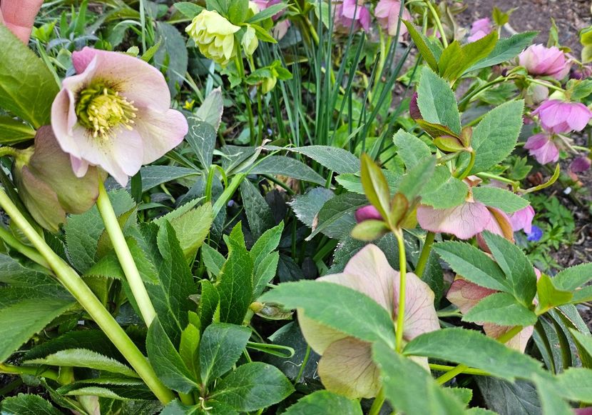  - Spanz 2017 2023 2024