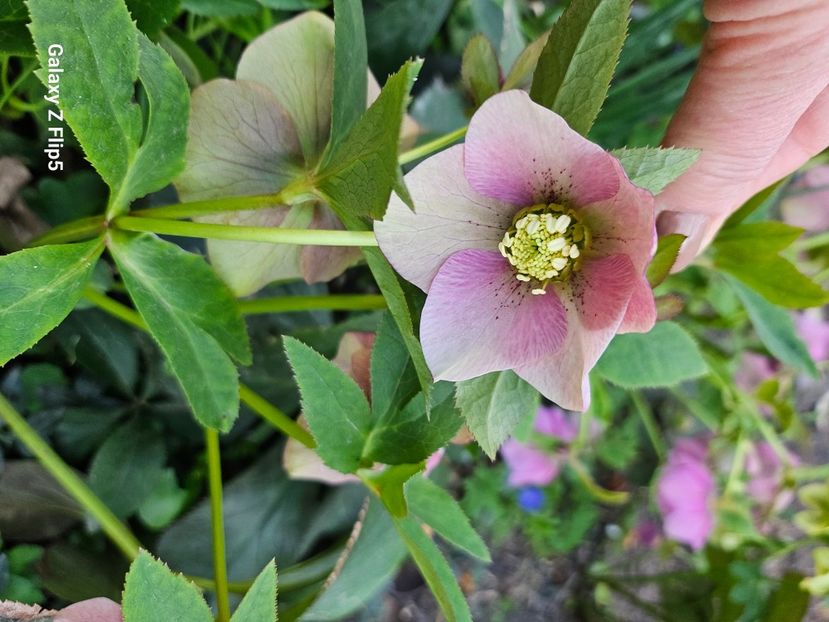  - Spanz 2017 2023 2024