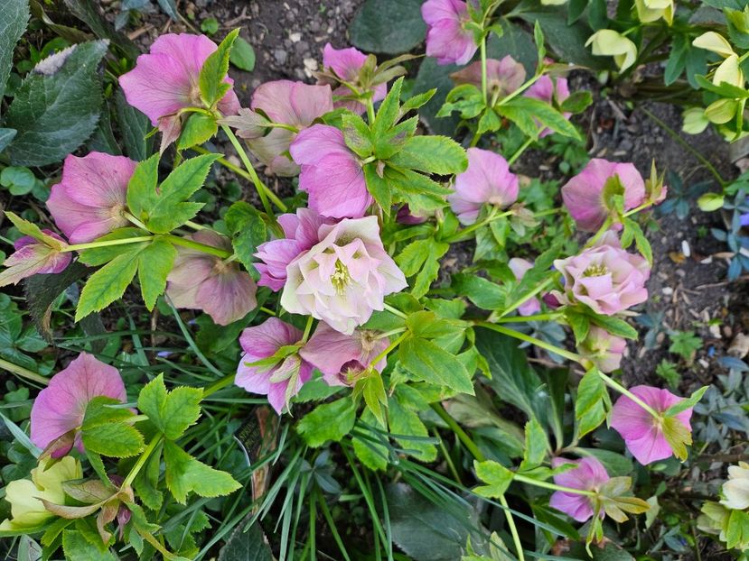  - Spanz 2017 2023 2024