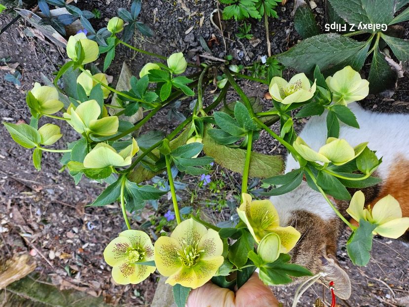  - Spanz 2017 2023 2024