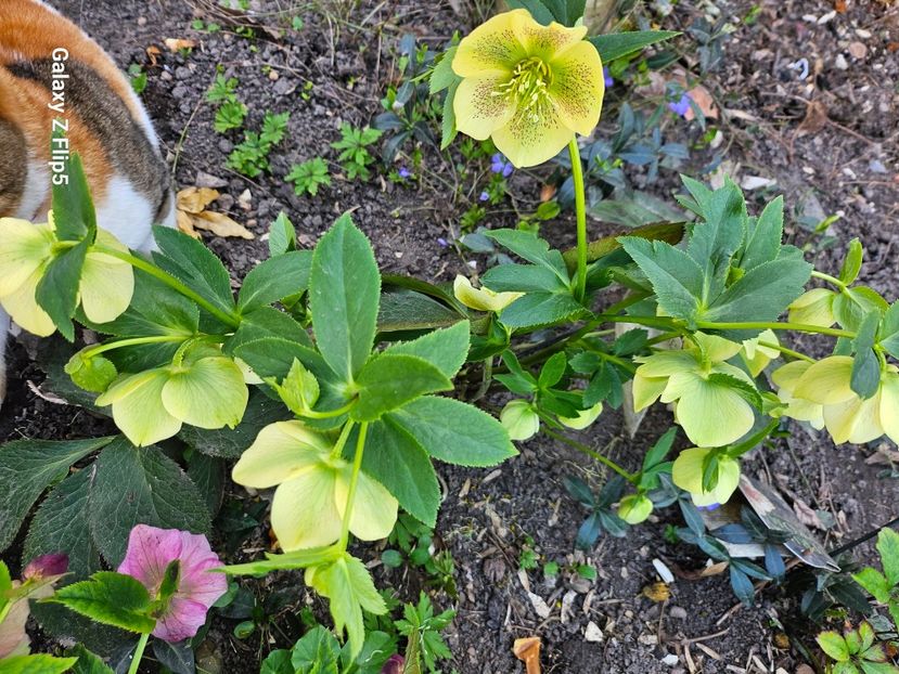  - Spanz 2017 2023 2024