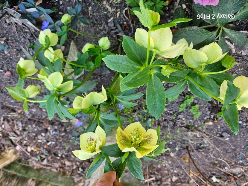  - Spanz 2017 2023 2024