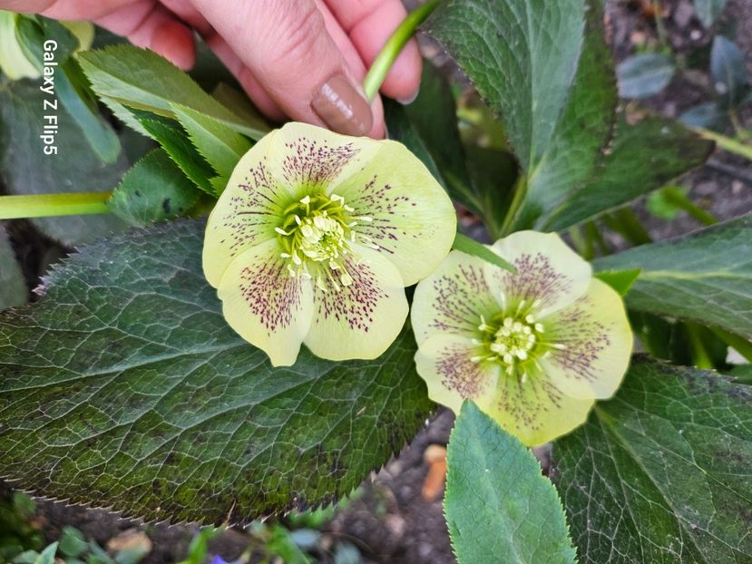  - Spanz 2017 2023 2024