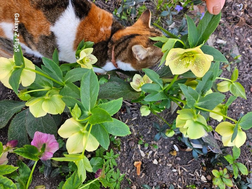  - Spanz 2017 2023 2024