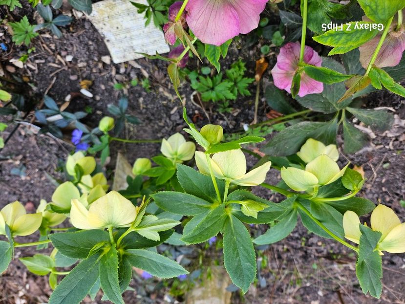  - Spanz 2017 2023 2024