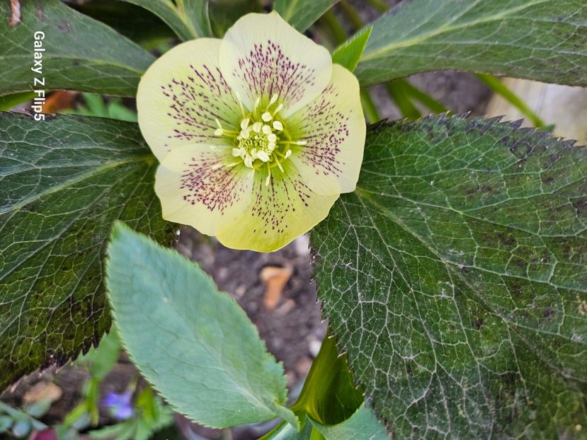  - Spanz 2017 2023 2024