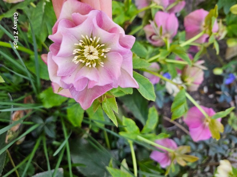  - Spanz 2017 2023 2024