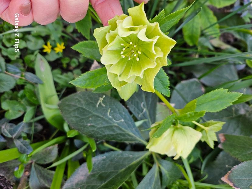  - Spanz 2017 2023 2024