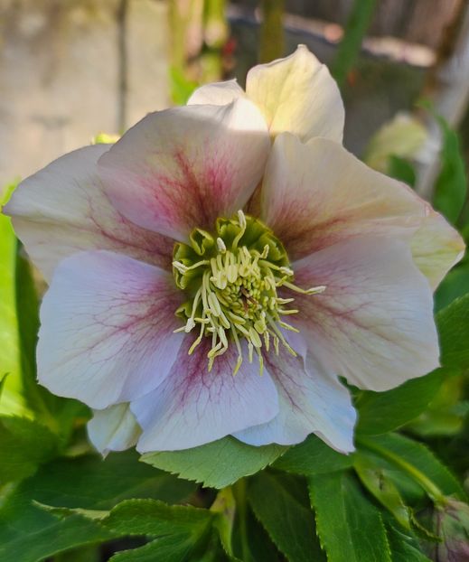  - Spanz 2017 2023 2024