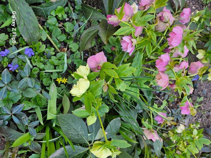  - Spanz 2017 2023 2024