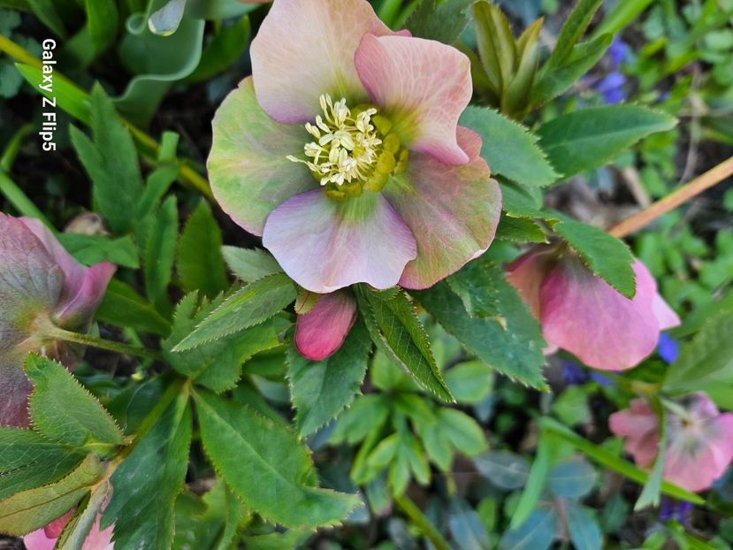  - Spanz 2017 2023 2024