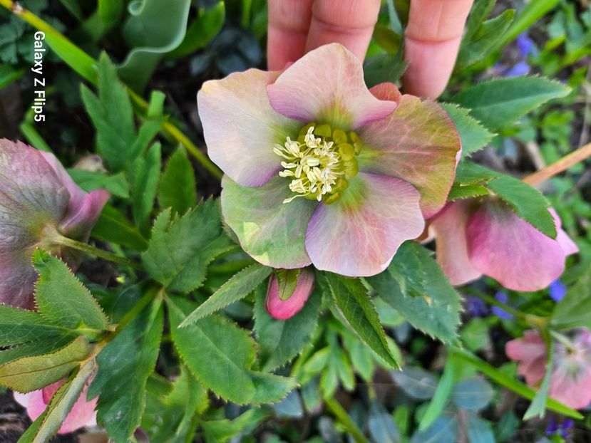  - Spanz 2017 2023 2024