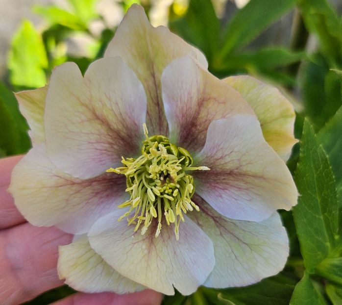  - Spanz 2017 2023 2024