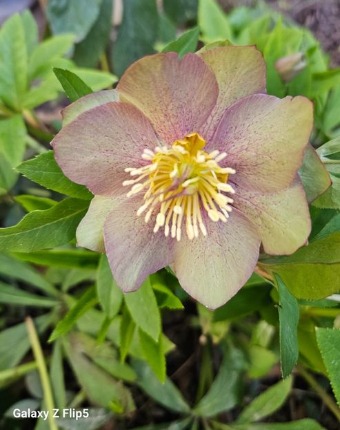  - Spanz 2017 2023 2024