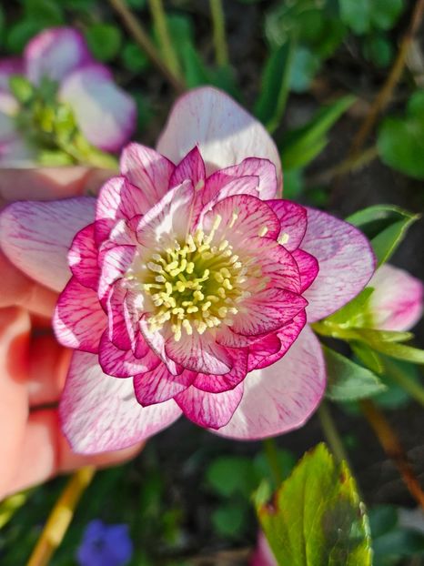  - Spanz 2017 2023 2024