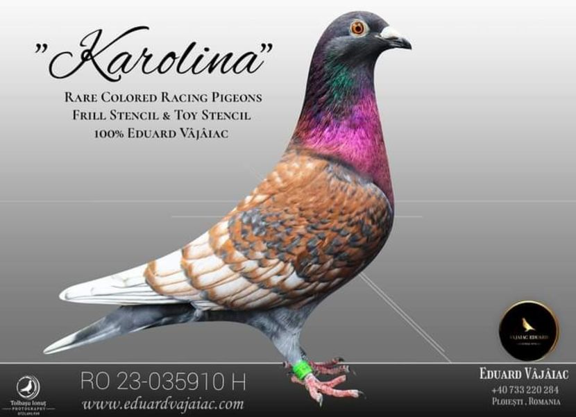  - Nu îmi aparțin 7