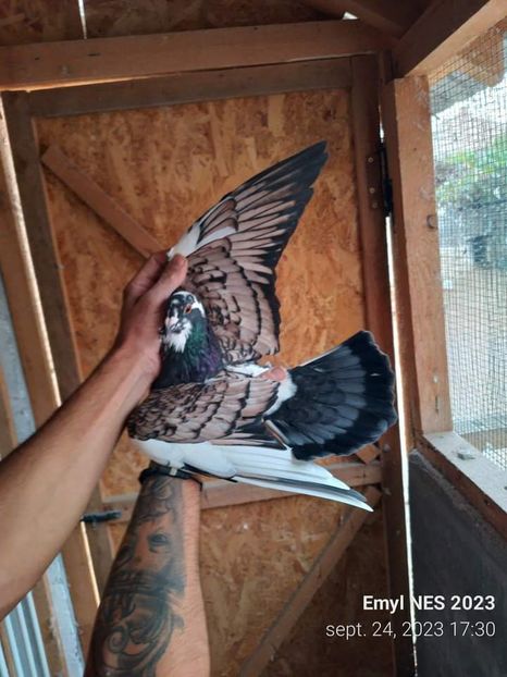  - Nu îmi aparțin 7