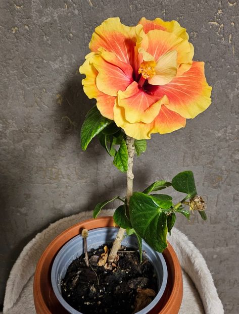  - Hibiscus