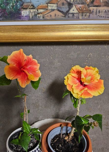  - Hibiscus