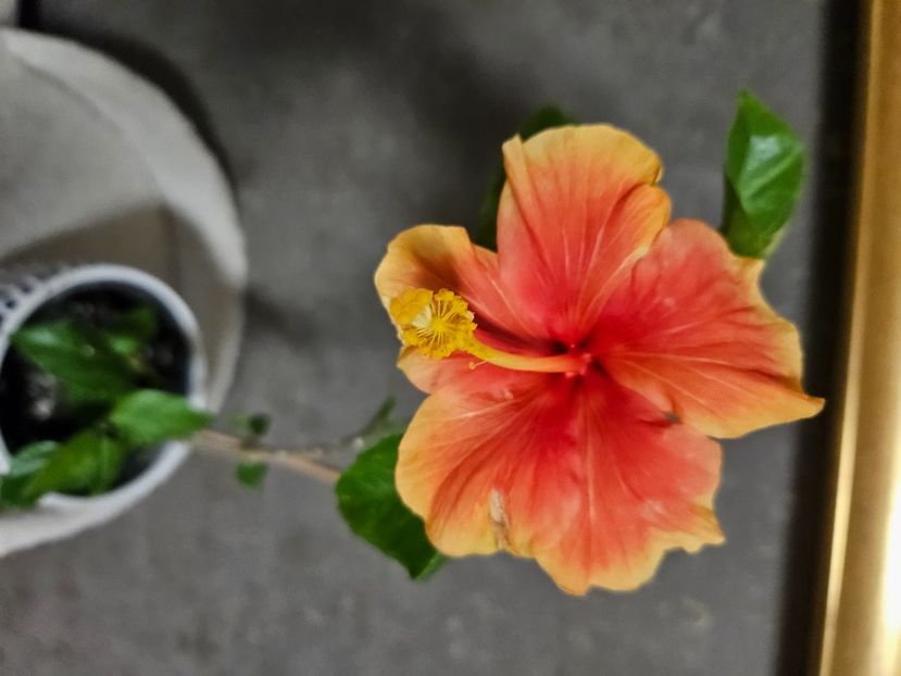  - Hibiscus