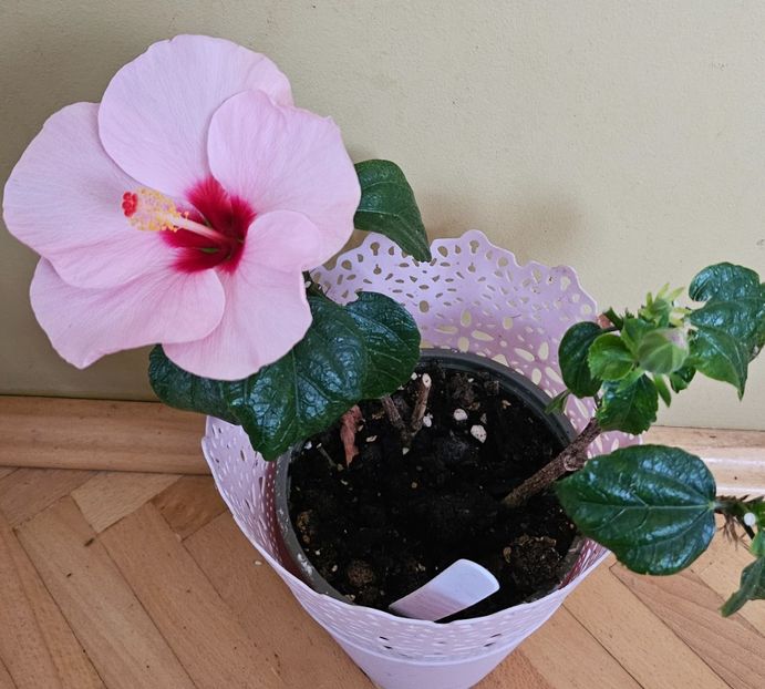  - Hibiscus