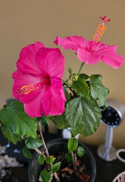 - Hibiscus