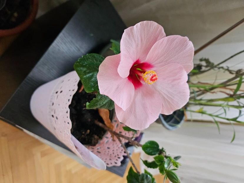  - Hibiscus