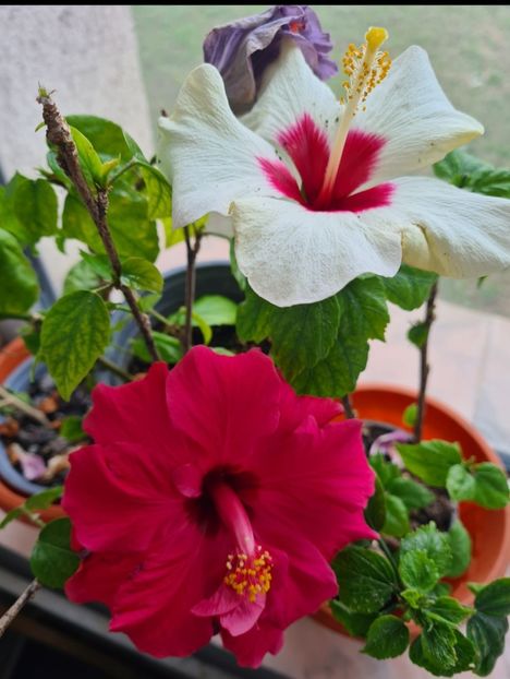  - Hibiscus